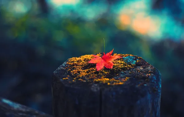 Autumn, leaves, macro, stump