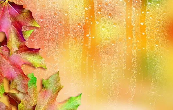 Leaves, drops, background, maple