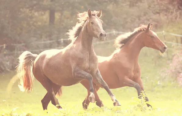 Grass, horse, fence, running