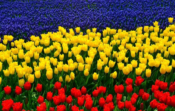 Tulips, tricolor, lupins, the flag of the Rostov region