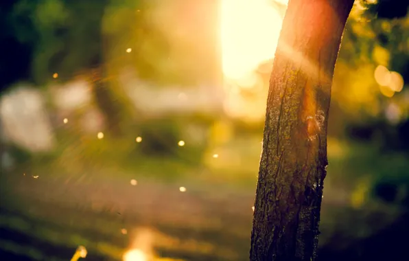 Picture the sun, macro, rays, trees, background, tree, widescreen, Wallpaper