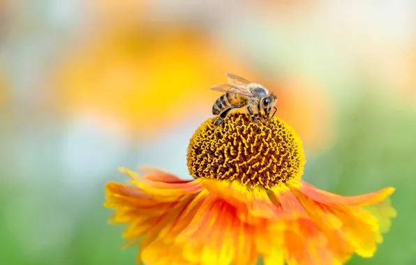 Flower, macro, background, blur, petals, stamens, insect, gaylardiya