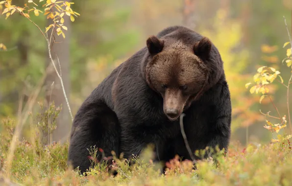 Autumn, branches, nature, pose, foliage, bear, sitting