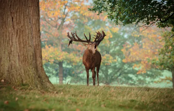 Picture forest, trees, deer, horns