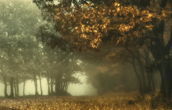 Picture autumn, nature, fog
