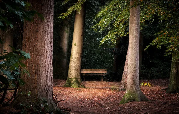 Picture nature, Park, bench