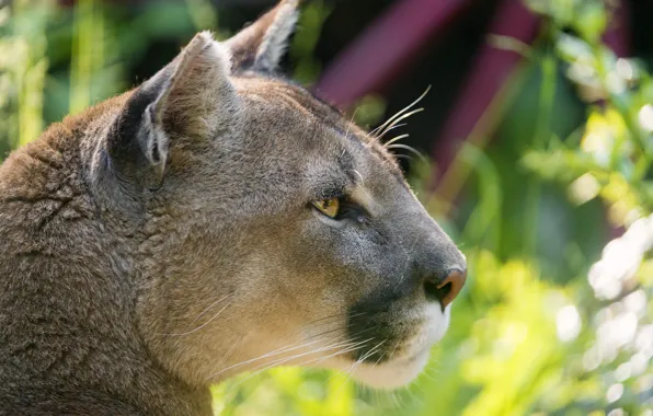Cat, profile, Puma, mountain lion, Cougar, ©Tambako The Jaguar