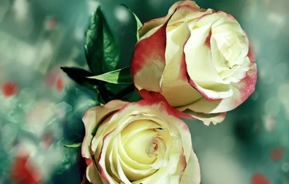 Roses, Macro, petals, buds