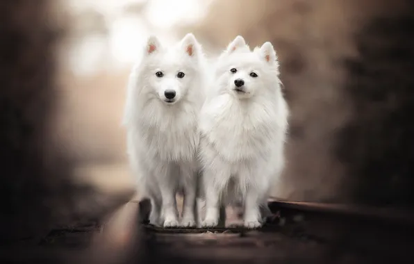 Picture dogs, railroad, friends