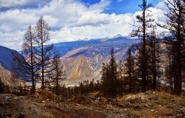 Clouds, trees, landscape, mountains, nature, shore, Altay, Republic