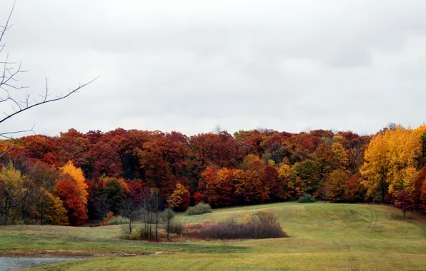 Picture field, autumn, forest, trees, colors, forest, field, Autumn