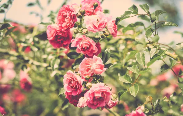 Summer, flowers, nature