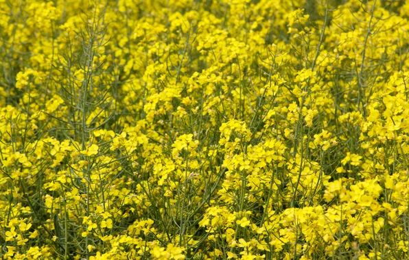 Picture green, yellow, flowers