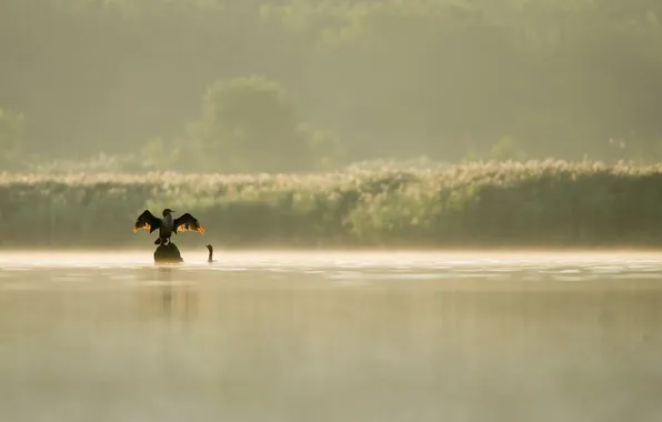 Picture birds, lake, Prada