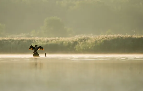 Birds, lake, Prada