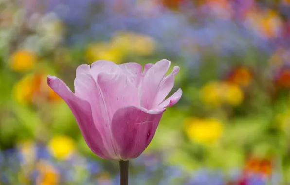 Picture background, pink, Tulip