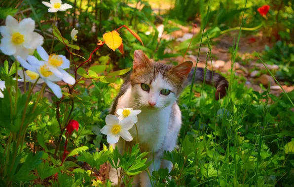 Cat, Flowers, Cat
