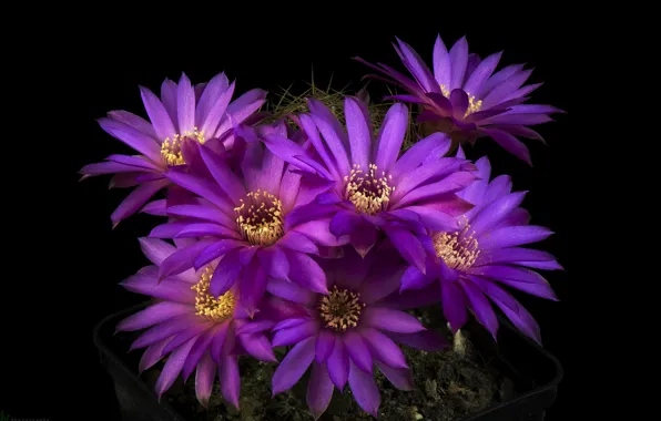 Picture light, petals, cactus, stamens, black background, purple flowers