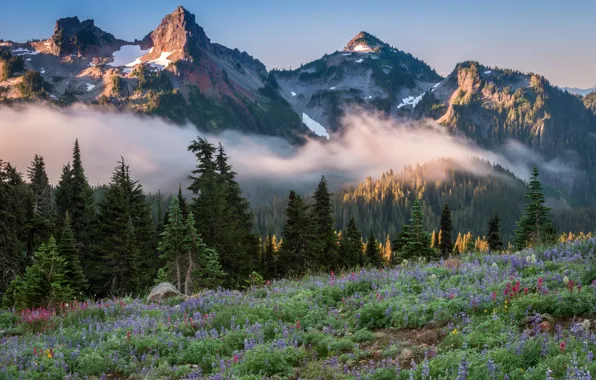 Picture trees, landscape, mountains, nature, fog, meadow, USA, grass