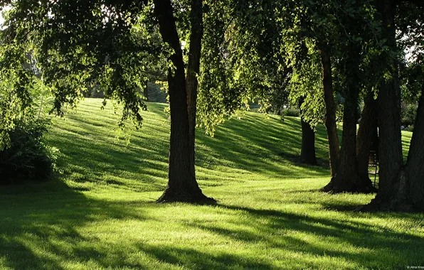 Wallpaper grass, the sun, trees, shadow