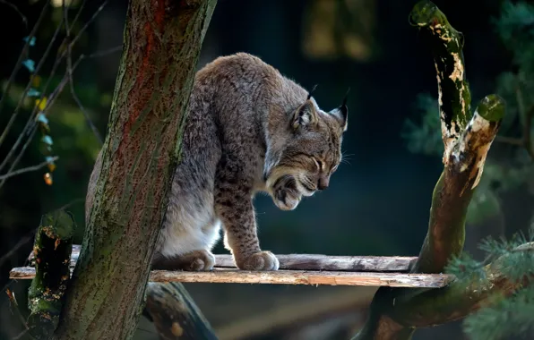 Picture trees, branches, nature, pose, background, Board, paws, lynx