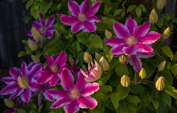 Leaves, flowers, garden, pink, clematis