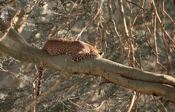 Cat, Leopard, sleeping, lies, on the tree