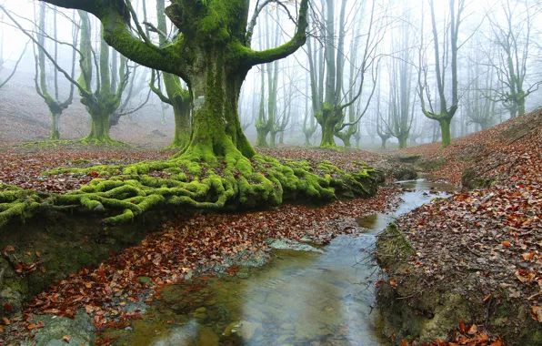 Autumn, forest, trees, roots, stream, moss