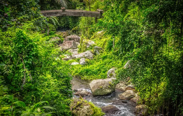 Forest, bridge, stream, stones, Bali, Indonesia