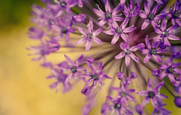 Purple, macro, flowers, background, widescreen, Wallpaper, plant, blur