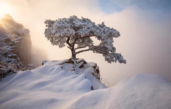 Picture winter, rays, light, snow, landscape, mountains, nature, tree