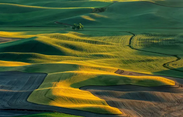 Wallpaper trees, hills, the sun, field