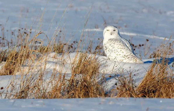 Picture winter, field, white, snow, owl, bird, the snow, dry grass