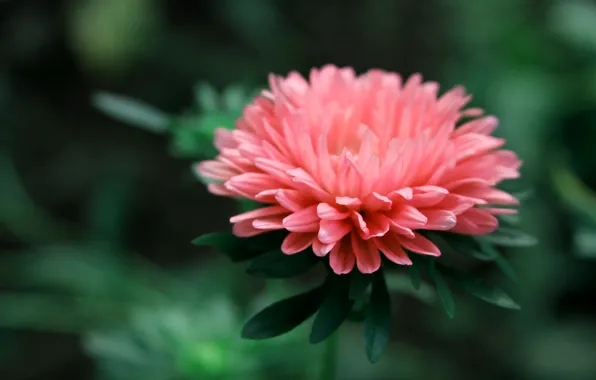 Picture greens, macro, flowers, nature, plant, color, contrast