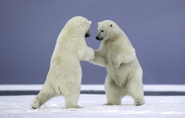 Animals, snow, nature, predators, bears, pair, polar bears