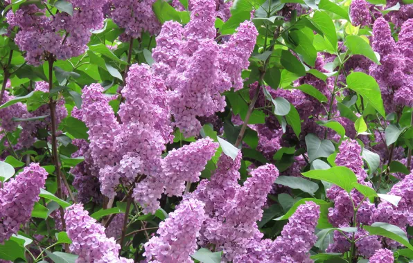 Picture flowers, spring, flowering, lilac