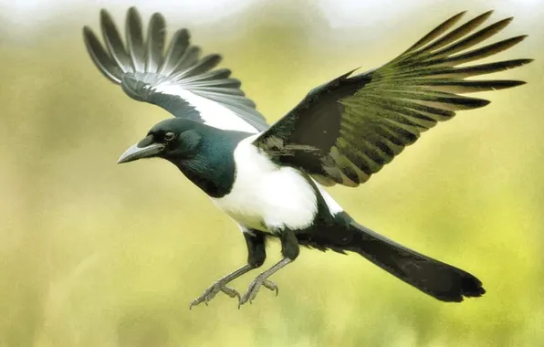 Birds, forty, a bird in flight