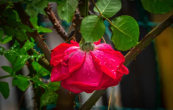 Flower, leaves, drops, macro, branches, the dark background, rose, red