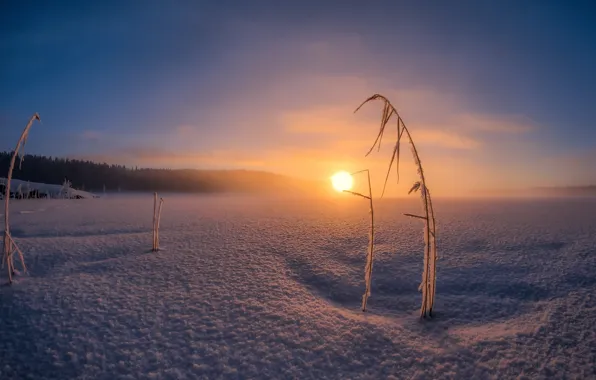 Picture cold, winter, snow, sunset