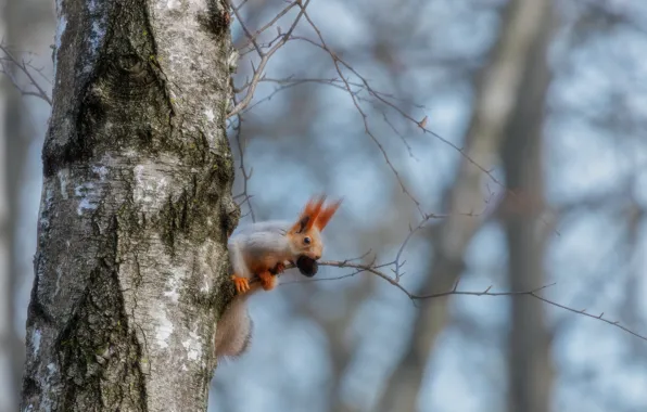 Autumn, branches, nature, tree, animal, walnut, protein, birch