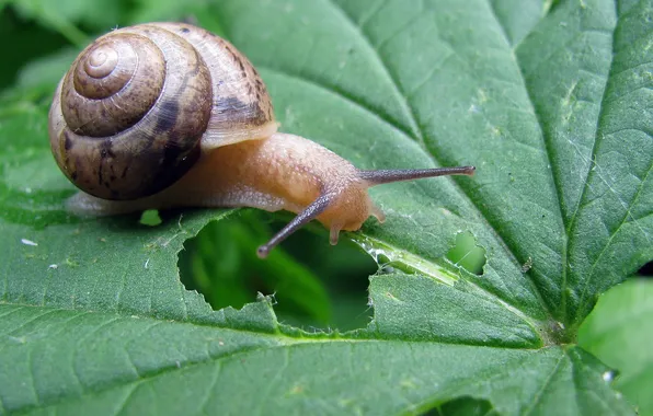 Leaves, green, snail, hole