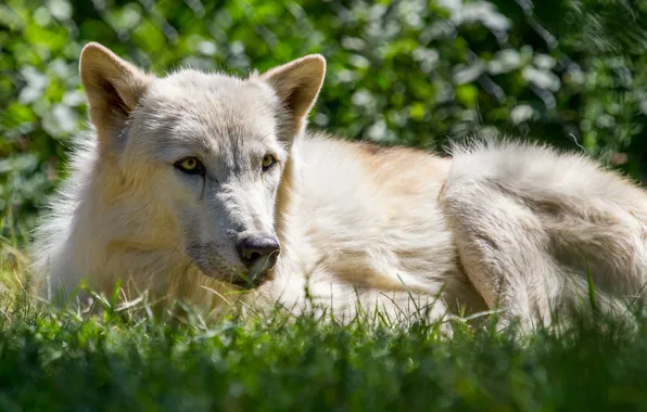 Picture white, grass, look, face, wolf, predator