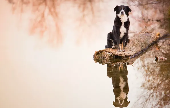 Picture water, reflection, dog, log, The border collie