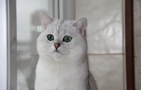 Cat, window, green eyes, British chinchilla