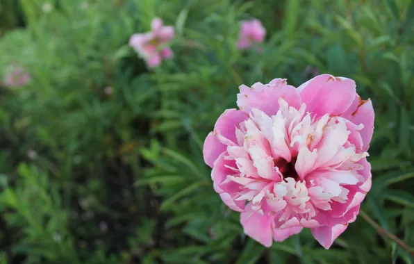 Greens, white, summer, grass, flowers, peonies, June, 2016