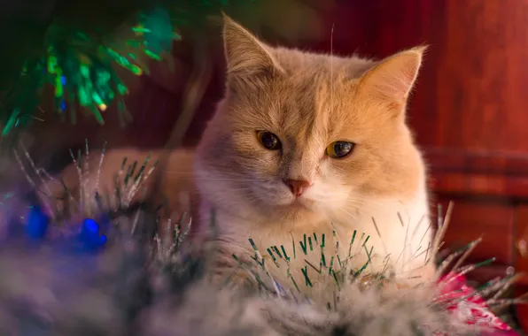 Cat, cat, look, pose, portrait, red, Christmas, New year