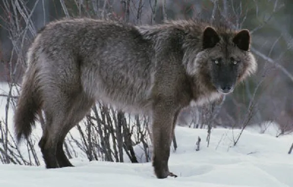 Nature, snow, predator, face, animal, wolf, wildlife, portrait