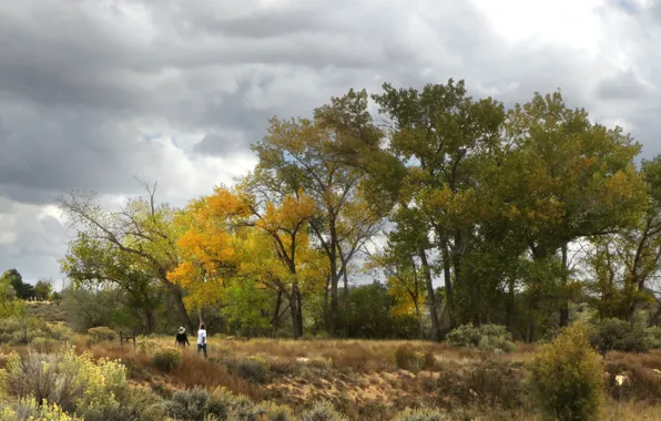 Picture trees, colors, Autumn, autumn, fall