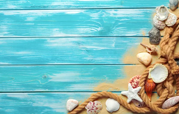 Sand, beach, shell, beach, wood, sand, marine, still life