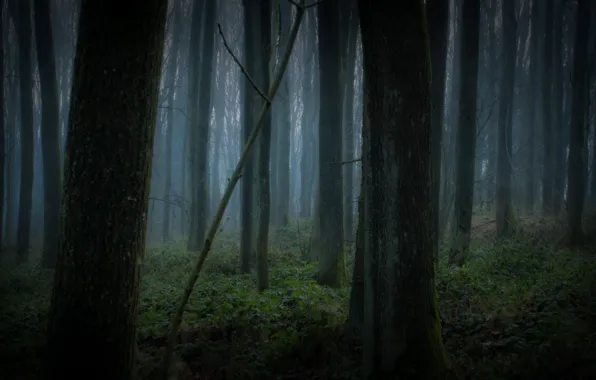 Forest, trees, nature